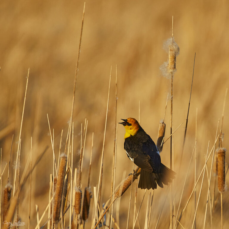 Male yellow-headed blackbird calling from cattails
