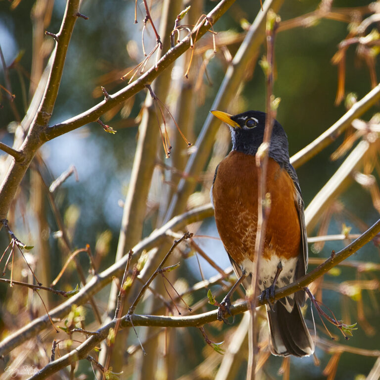 American robin on a branch in spring