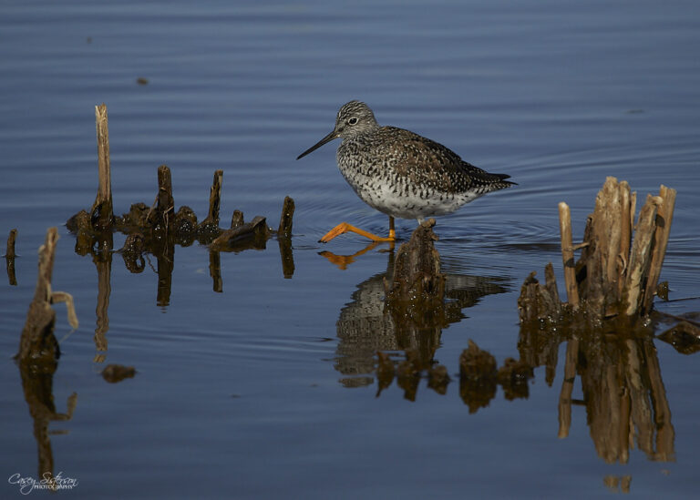 Greater yellowlegs wading with a raised leg