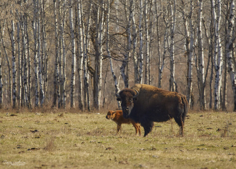 Bison cow and calf in front of aspens