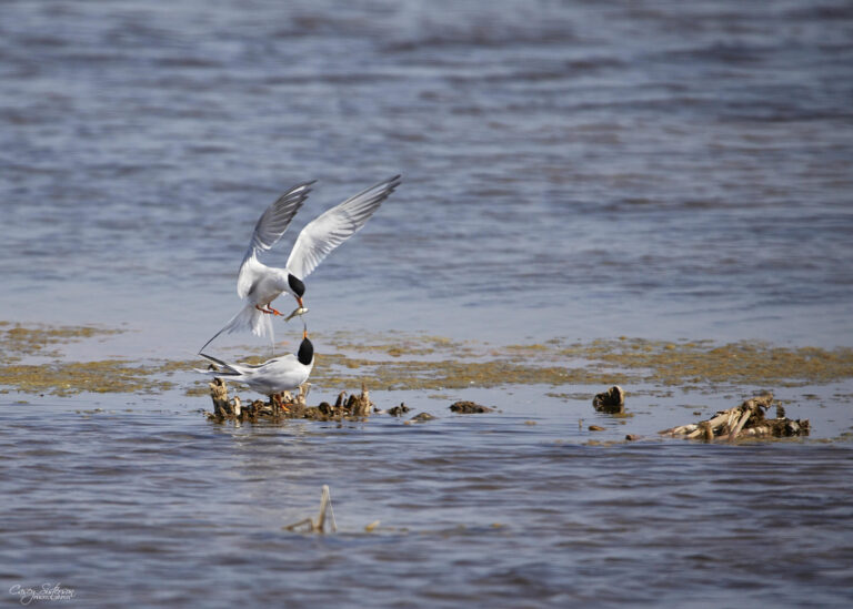 Tern passing a fish to its mate