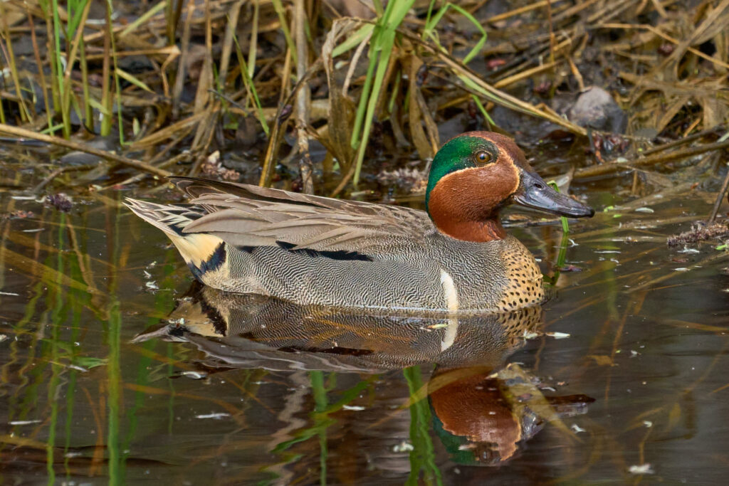 Green-winged teal