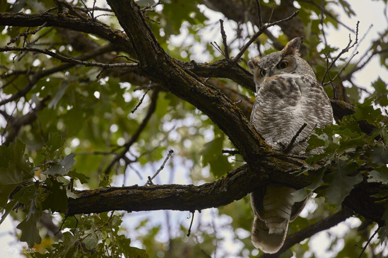 Great horned owl perched in an oak