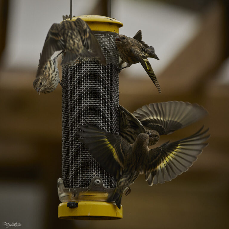 Pine siskins jostling at a feeder