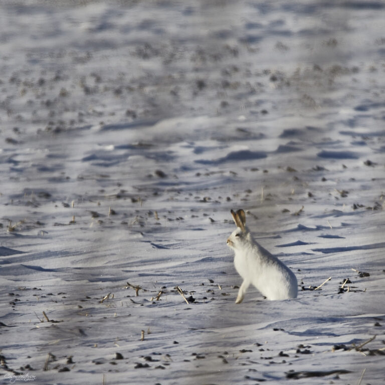 White-tailed jackrabbit in an open prairie field