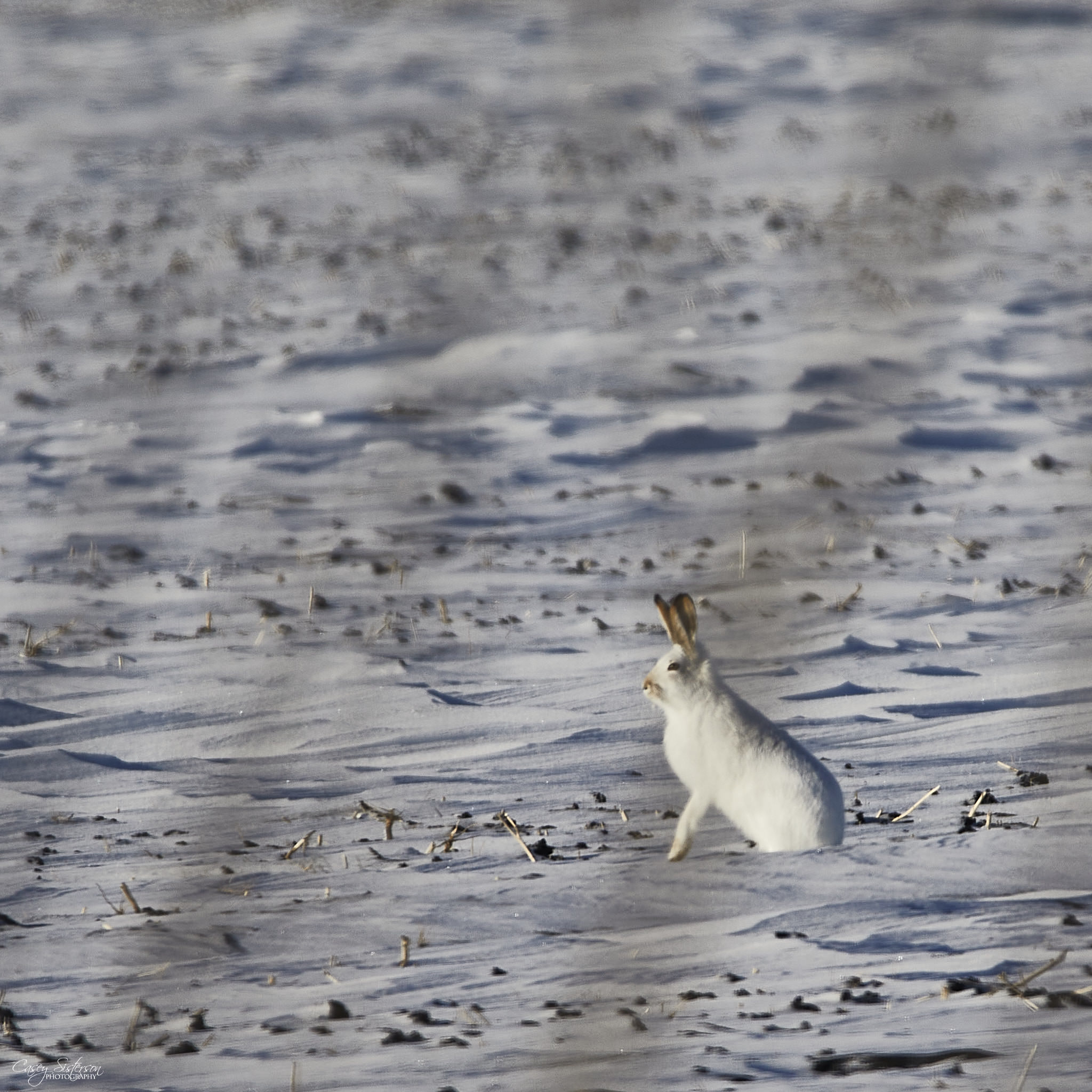White-tailed jackrabbit in an open prairie field