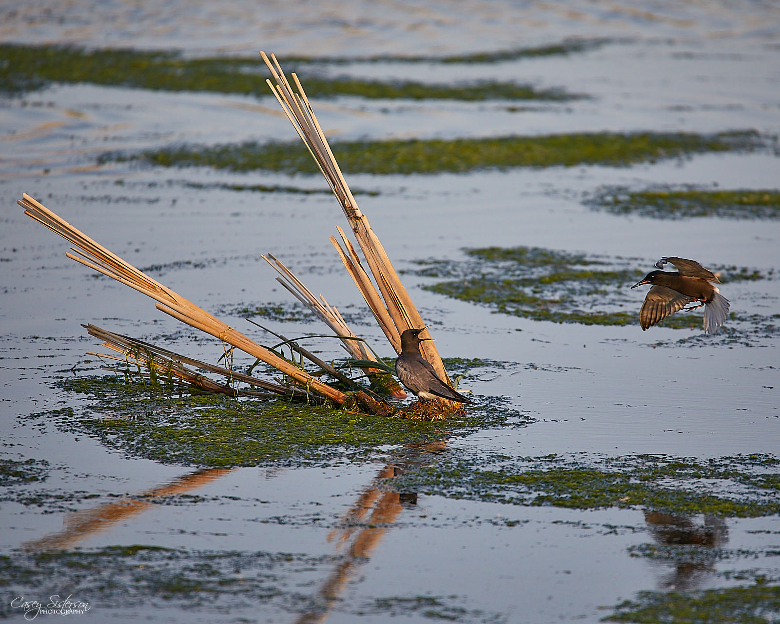 Two black terns at a reed nest platform at sunset