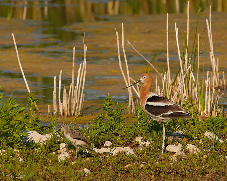 American avocet adult with a chick