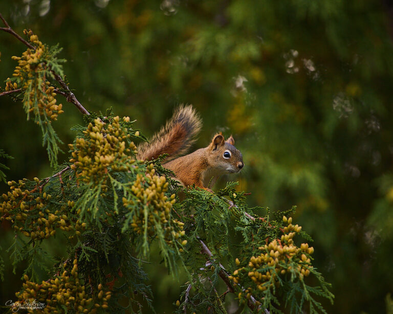 Red squirrel peeking over cedar foliage