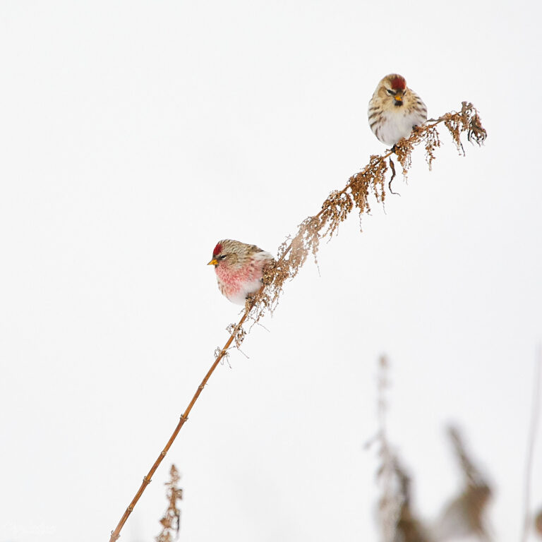 Two common redpolls perched on a dry stem