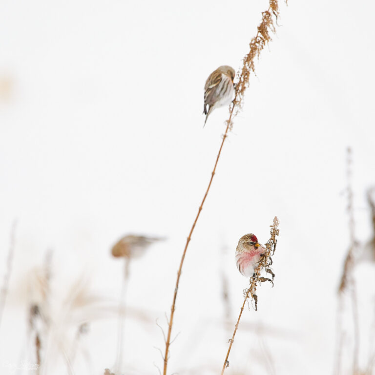 Common redpolls feeding on dry seed heads in snow