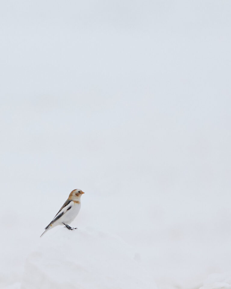 Snow bunting perched on a snowbank