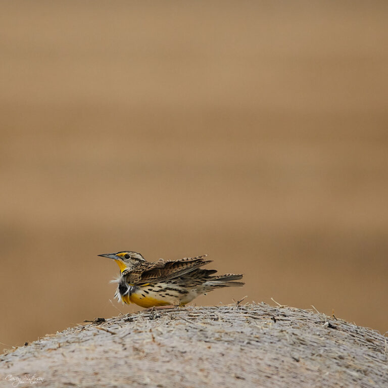 Western meadowlark fluffing its feathers on a hay bale