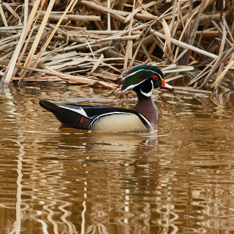 Male wood duck swimming beside cattails