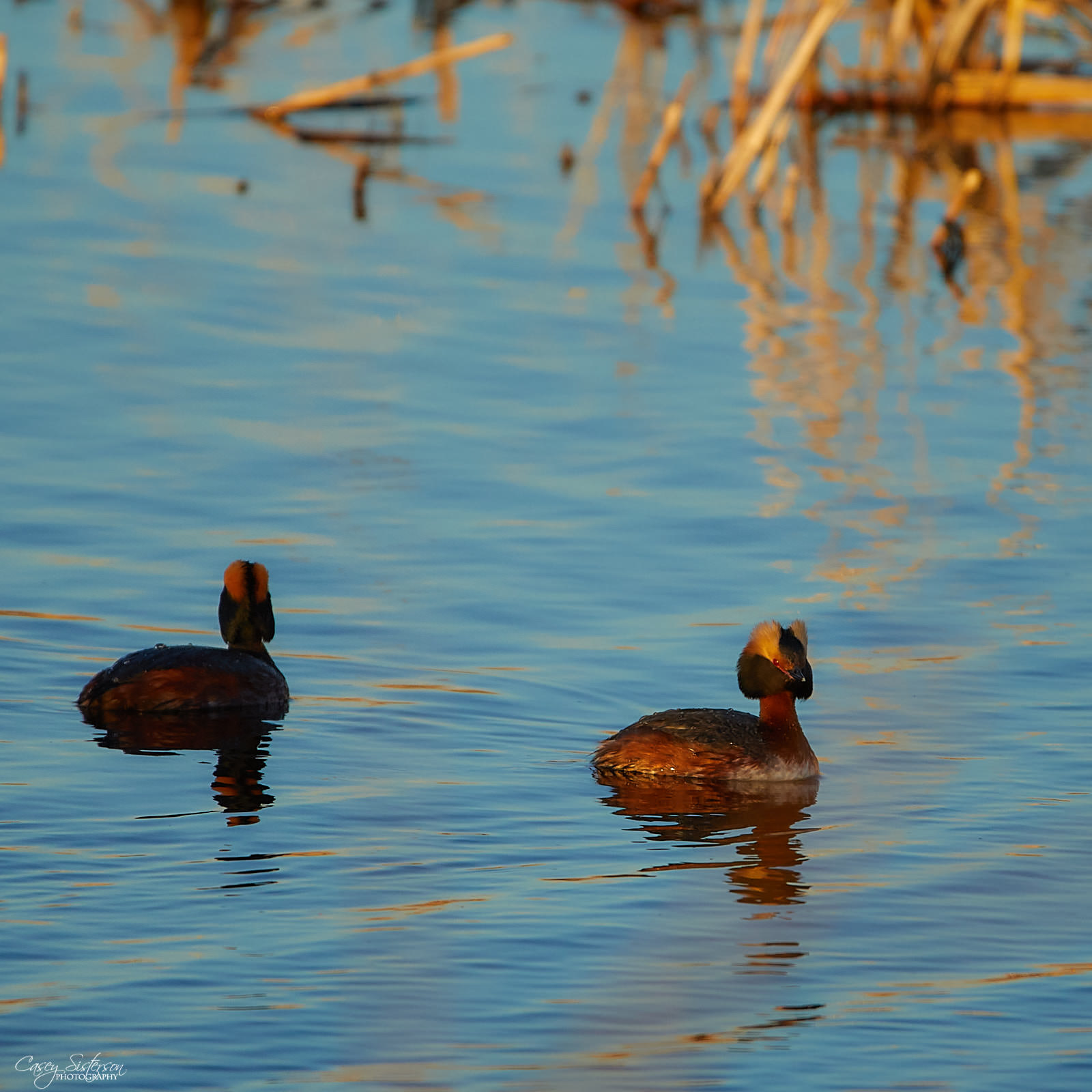 Two horned grebes in breeding plumage on blue water