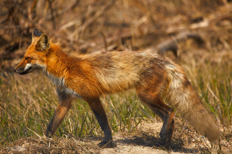 Red fox walking through spring grass
