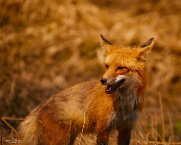 Red fox portrait in dry grass