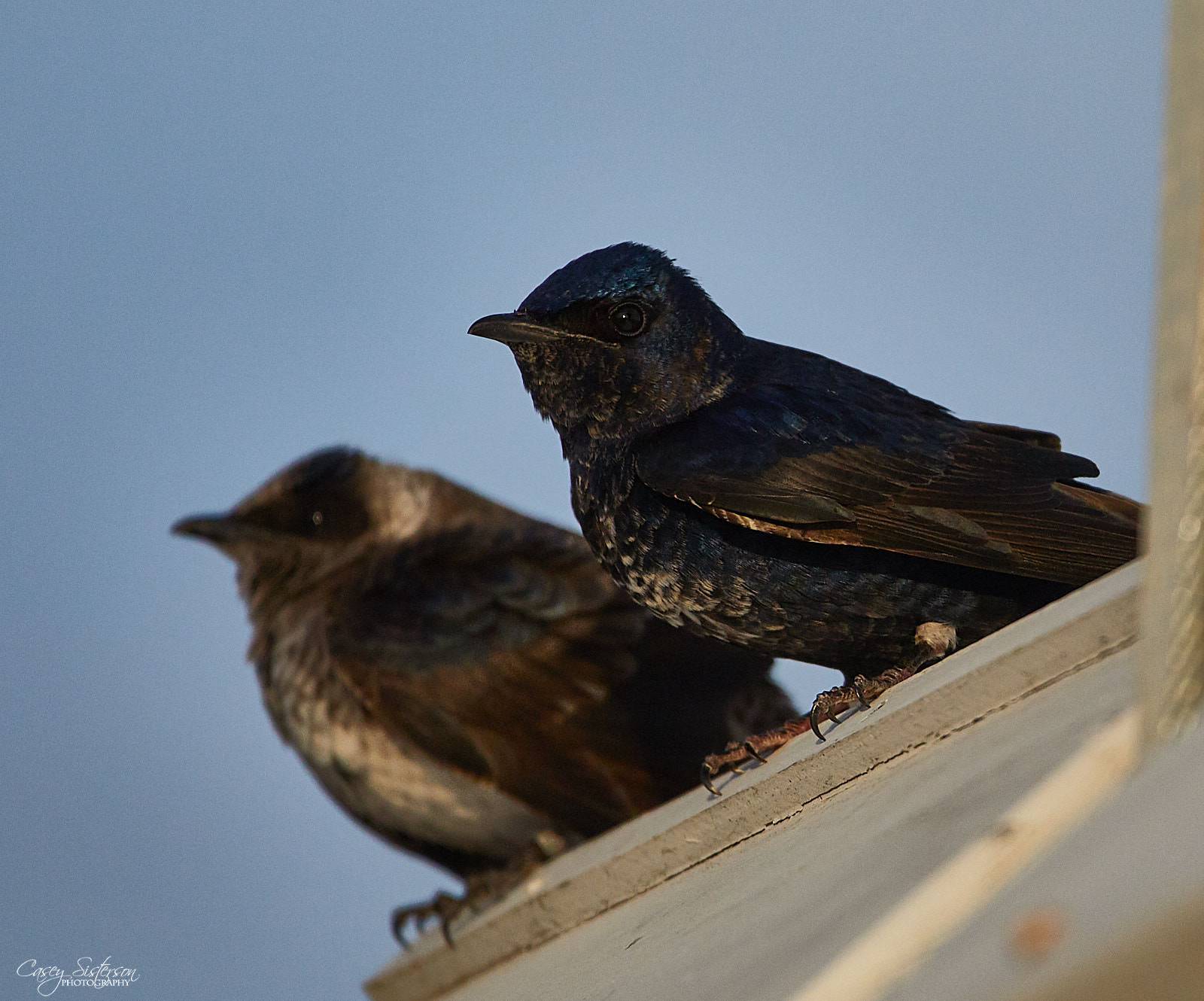 Male and female purple martins perched on a nest box