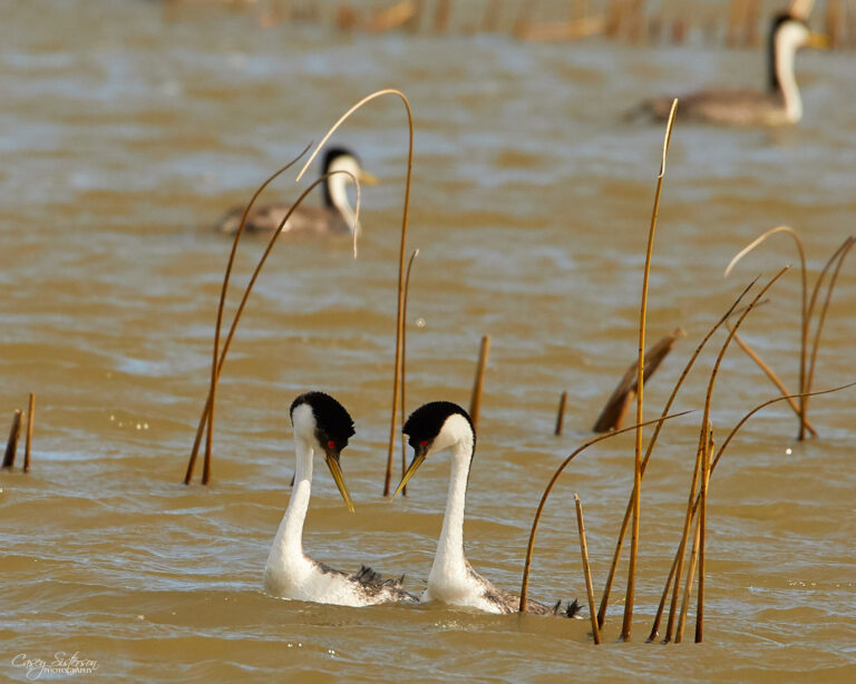 Two western grebes facing each other in courtship