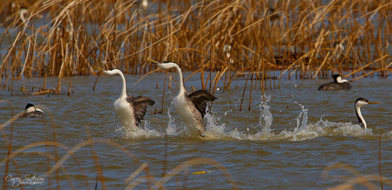 Western grebes rushing across the water in a courtship display