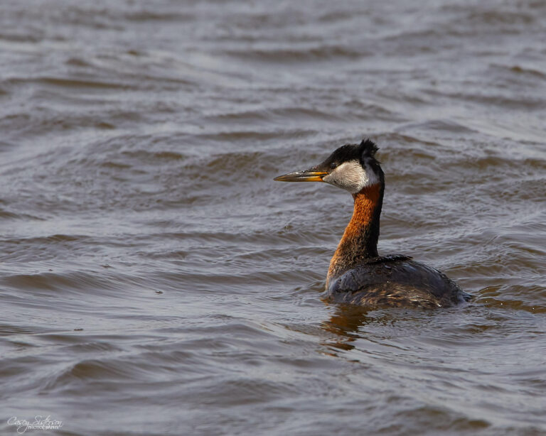 Red-necked grebe swimming on choppy water