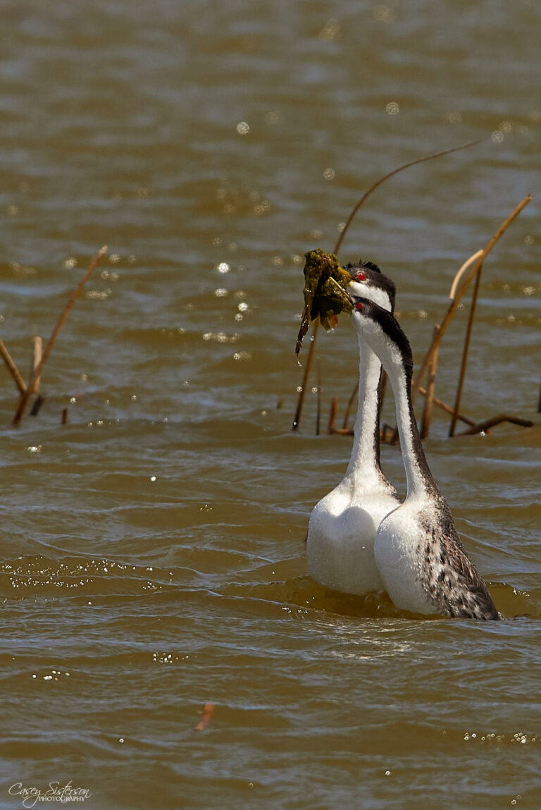 Western grebes presenting weed in a courtship ritual