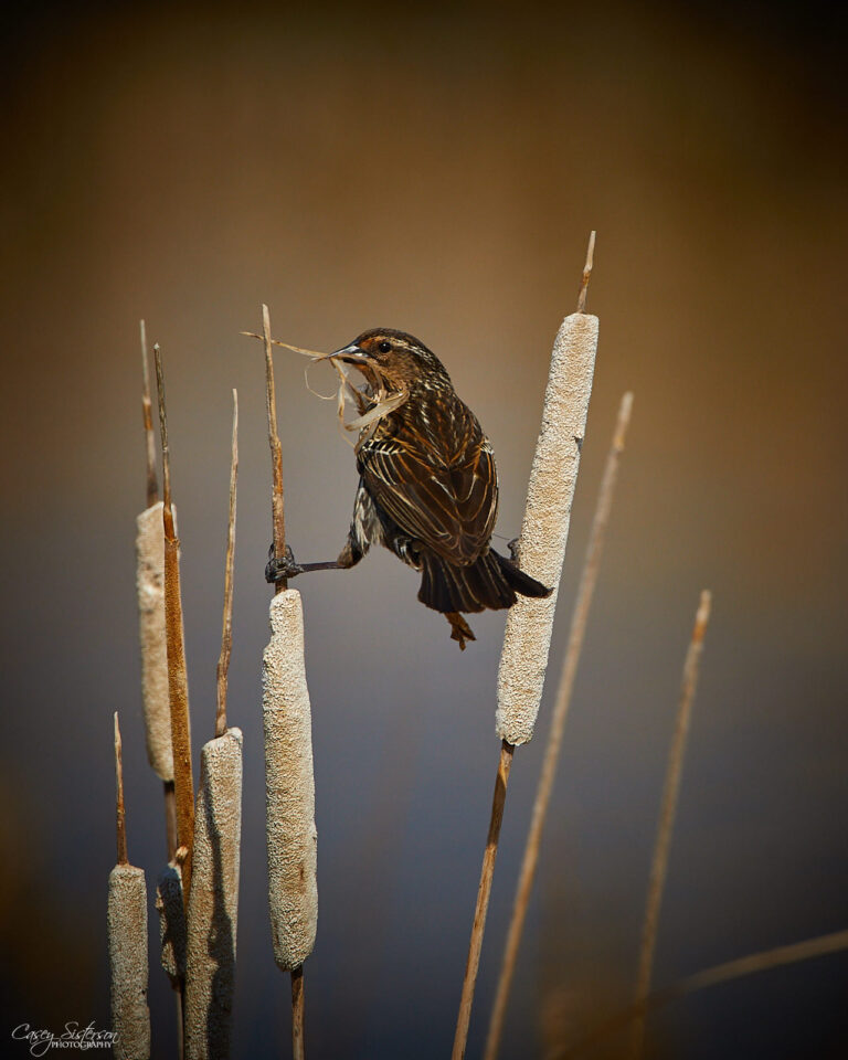 Female red-winged blackbird carrying nesting material in cattails