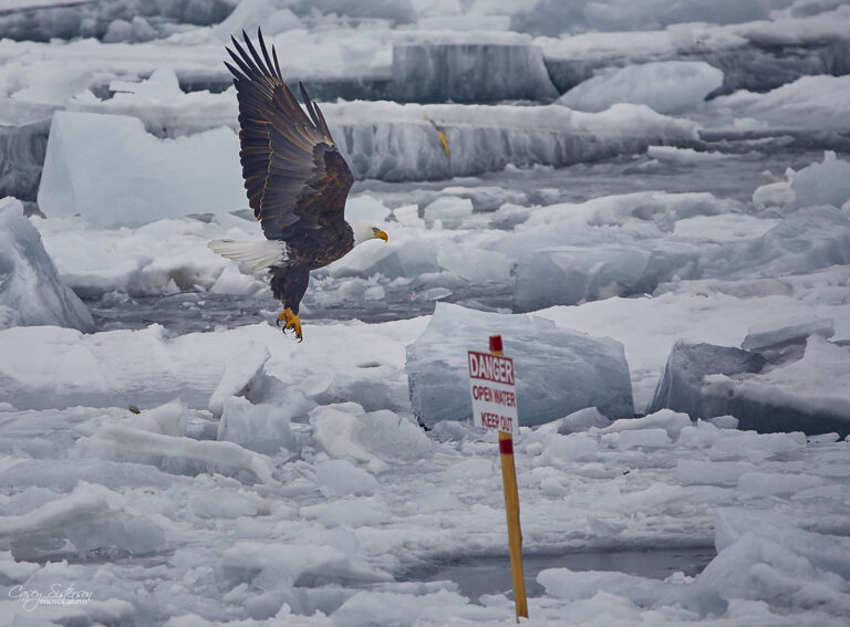 Bald eagle lifting off from broken ice beside a danger sign