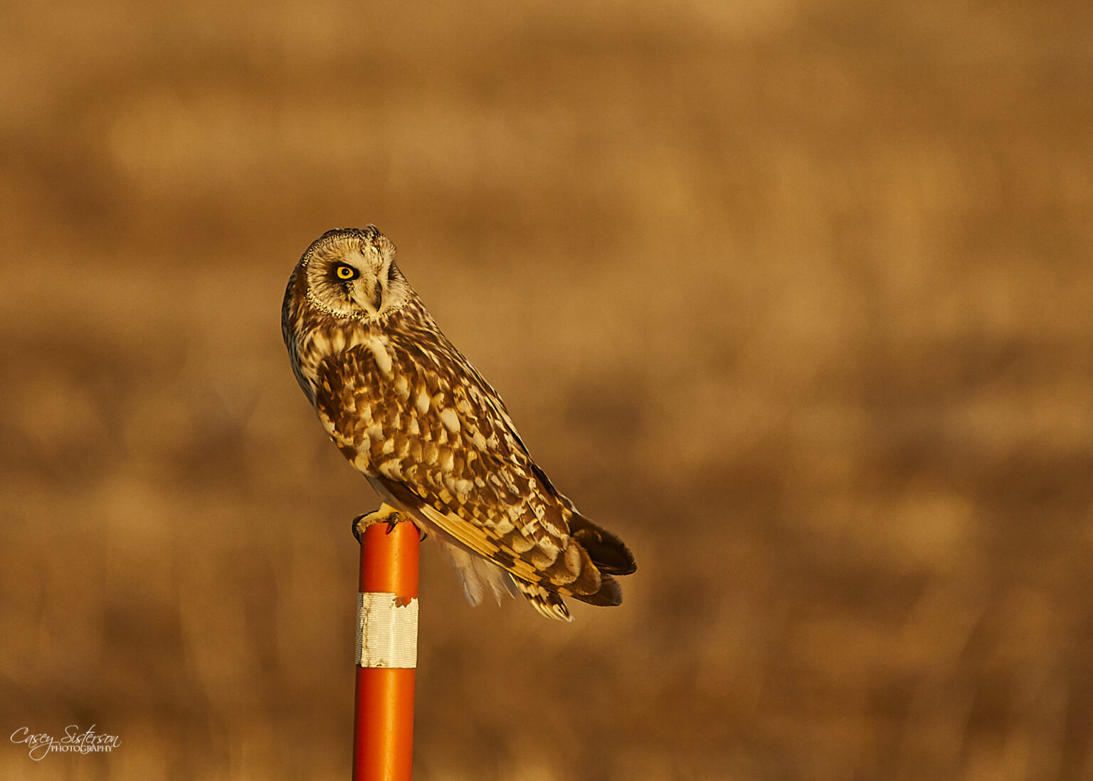 A short-eared owl perched on a post against a warm orange background