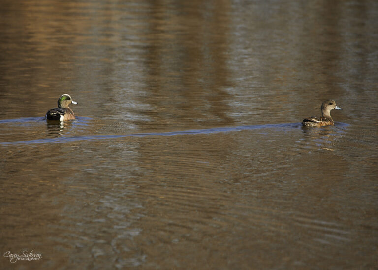 American wigeon pair swimming on brown water