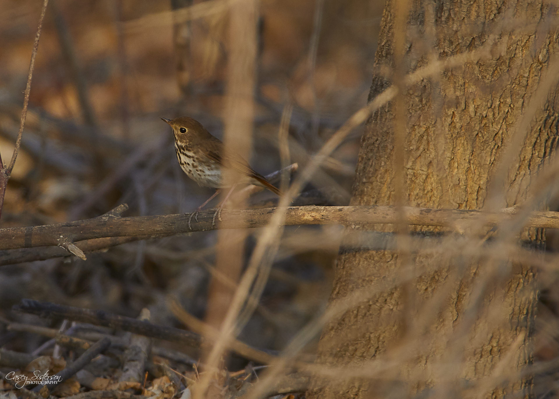 Hermit thrush perched on a branch in woodland