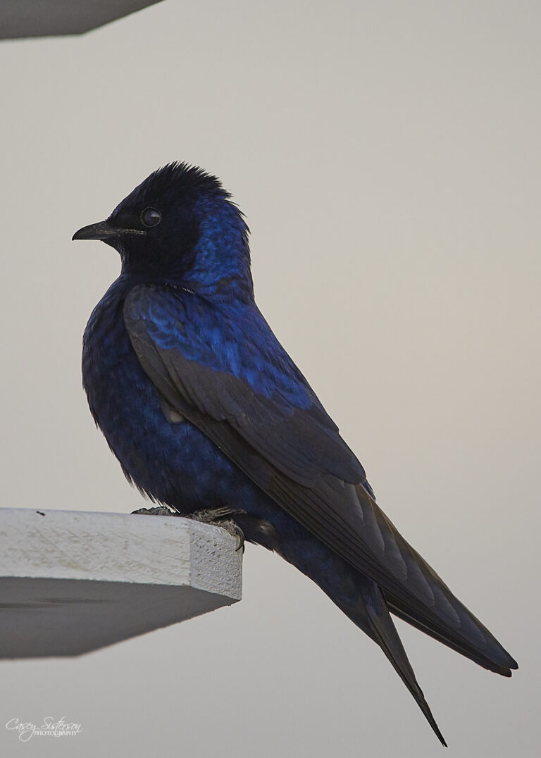 Male purple martin perched on a white nest box ledge