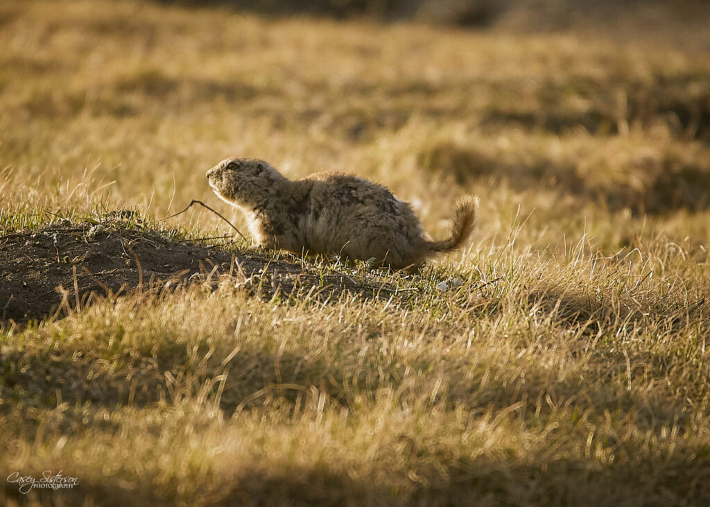 Richardson’s ground squirrel