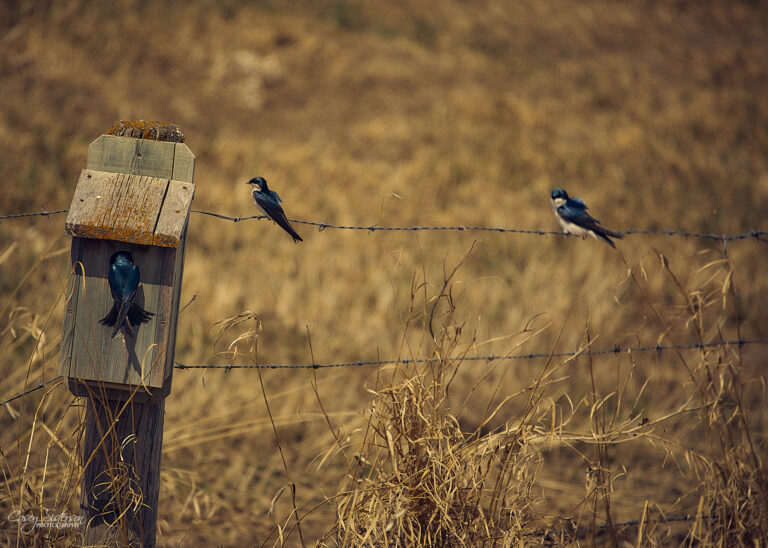 Tree swallows on a barbed-wire fence beside a nest box