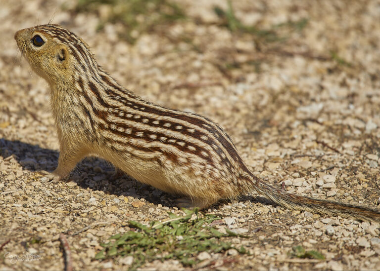Thirteen-lined ground squirrel standing alert on gravel