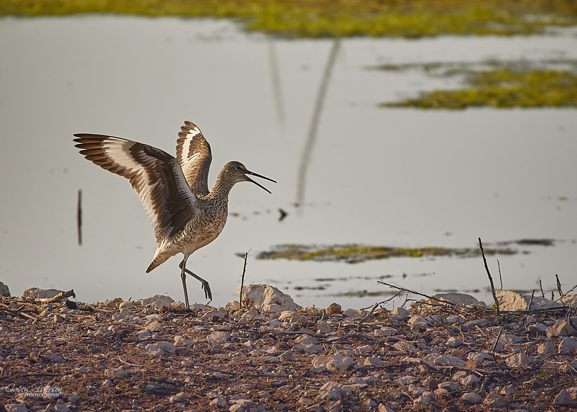 Willet calling with its wings raised at the edge of a wetland
