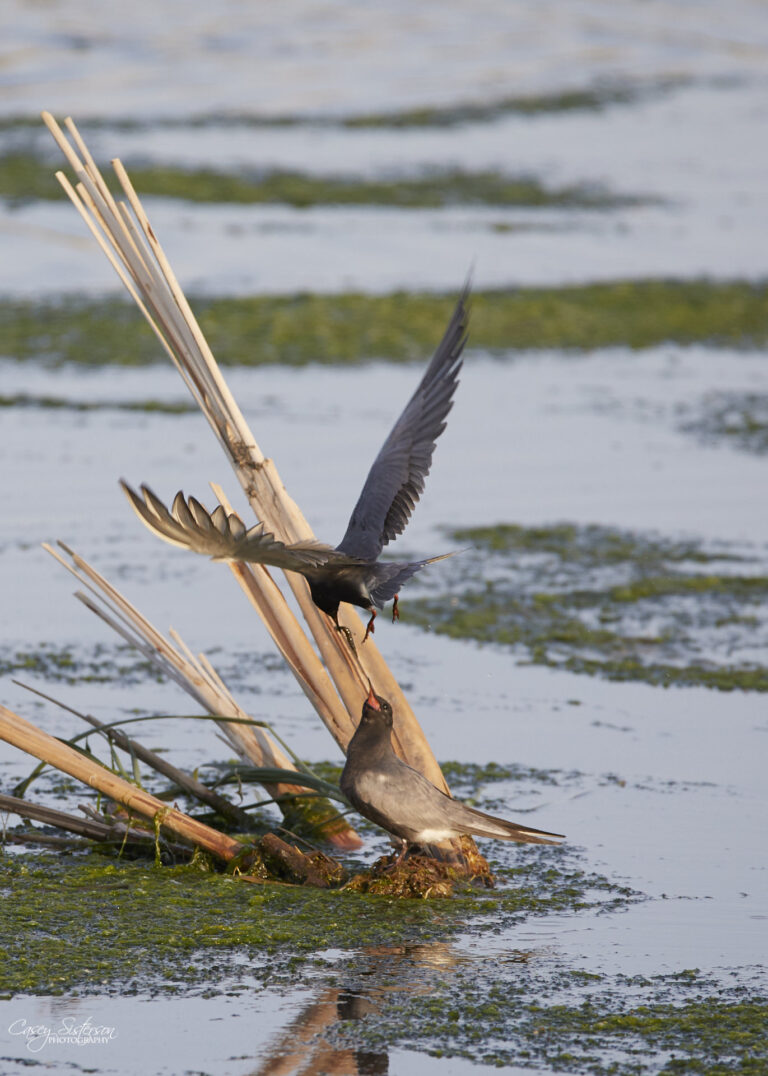 Black tern flying away from a mate on a reed nest platform