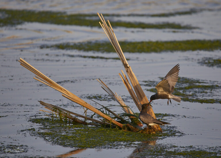 Black tern passing food to its mate on a reed nest platform