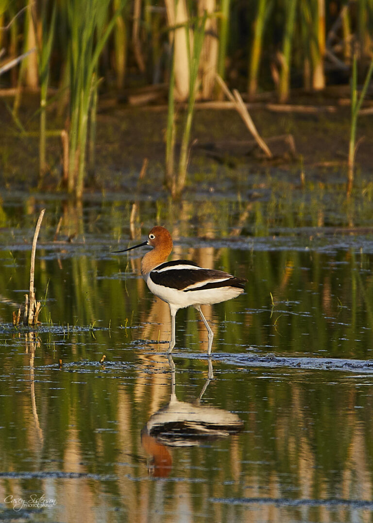 American avocet wading with its reflection