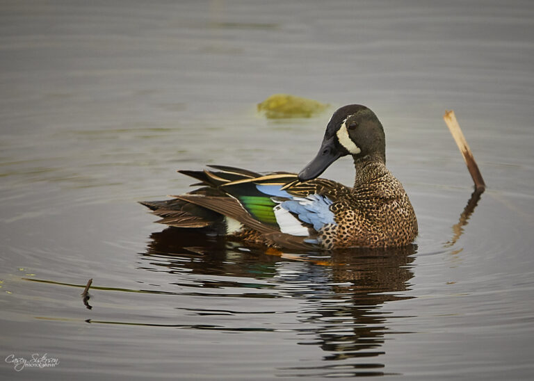 Male blue-winged teal preening on calm water
