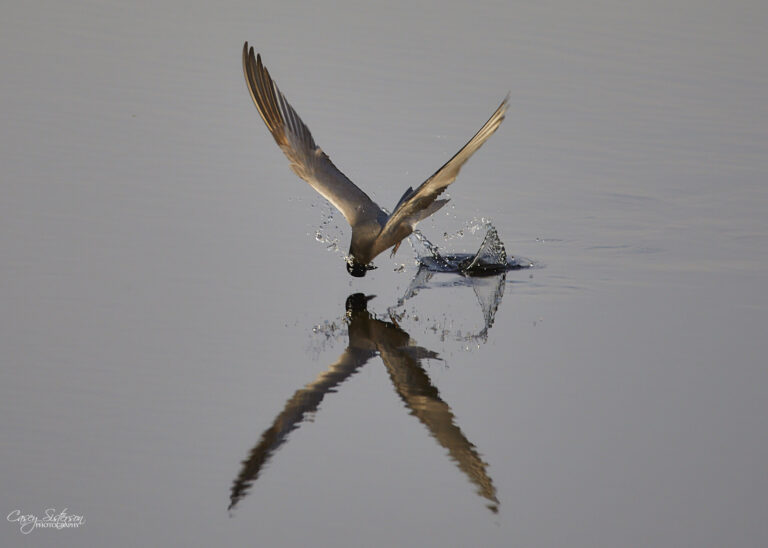 Black tern skimming the water to catch food