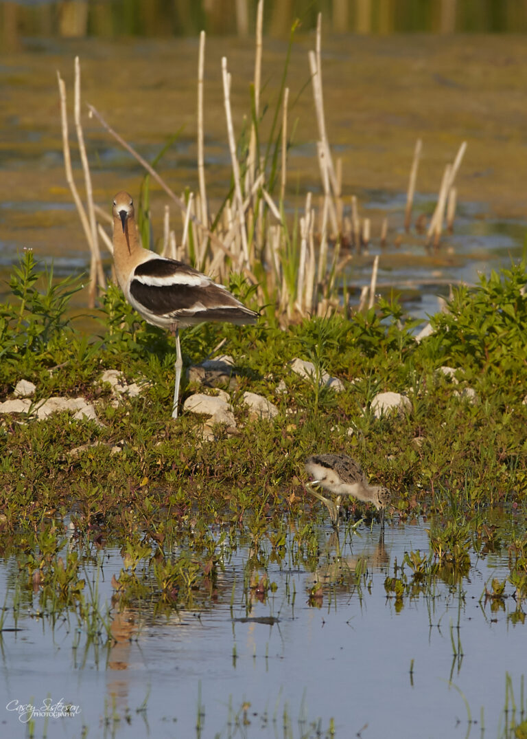 American avocet standing guard over a chick