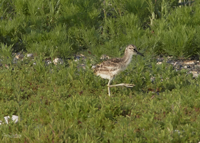 American avocet chick walking through low plants