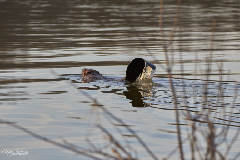 Beaver swimming in calm water at dusk, Manitoba