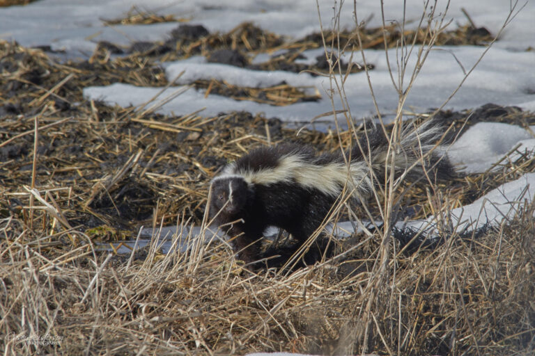Striped skunk walking through marsh grass and patchy snow, Manitoba