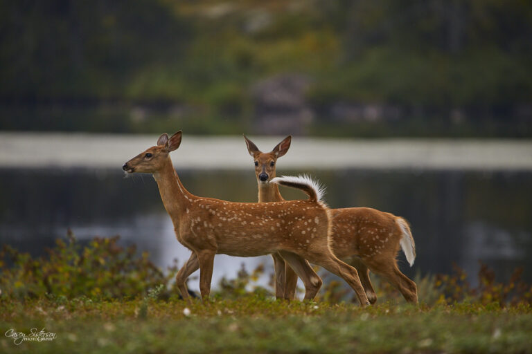 Two white-tailed deer fawns with white spots standing beside a pond, Manitoba