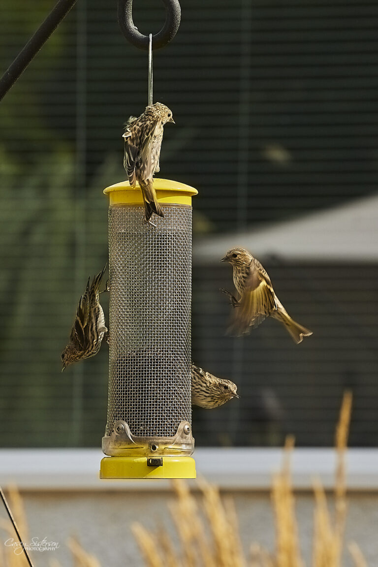 Pine siskins clustered around a yellow thistle feeder, Manitoba