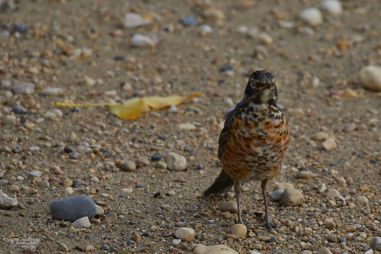 Juvenile American robin with a spotted breast standing on gravel, Manitoba