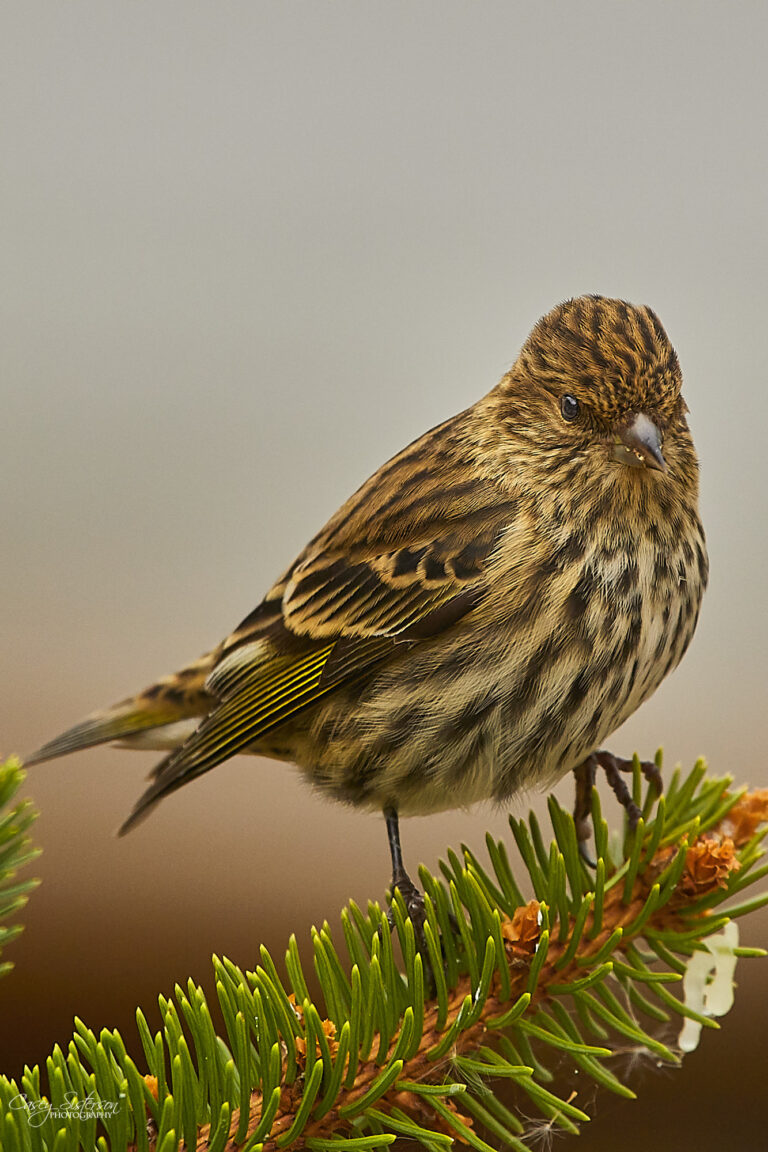 Pine siskin perched on a spruce branch, showing streaked plumage and yellow wing edges, Manitoba