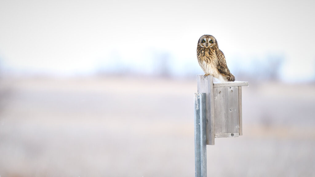 Short-eared owl perched on a weathered wooden nest box, looking at the camera, Manitoba